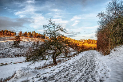 Trees on snow covered field against sky