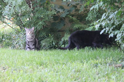 Black cat on grass