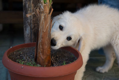 Close-up of dog