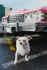 Portrait of a dog