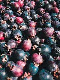 Full frame shot of berries