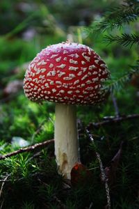 Close-up of mushroom growing on field