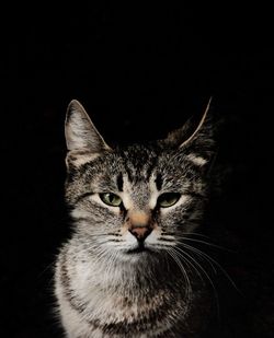 Close-up portrait of cat against black background