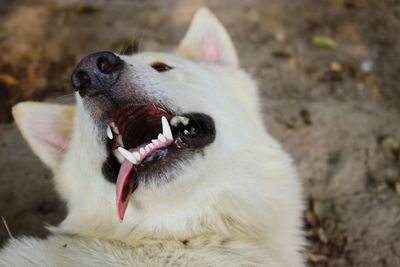 Close-up of a dog