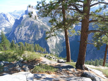 Trees on mountain against sky