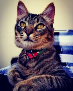 Close-up portrait of a cat