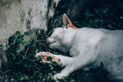 Close-up of cat sleeping