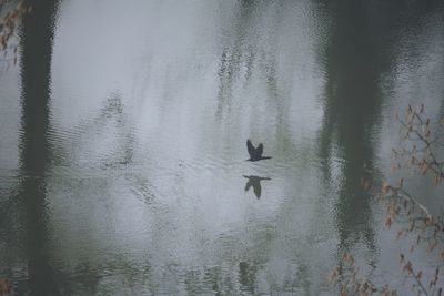 Birds flying over wet shore