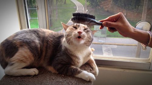 Cropped image of woman combing cat at home