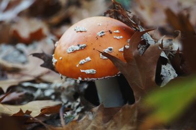 Close-up of orange mushroom growing on field