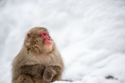 Monkey sitting on snow