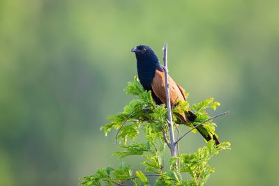 Close-up of bird perching on plant