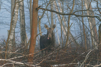 Bare tree in forest