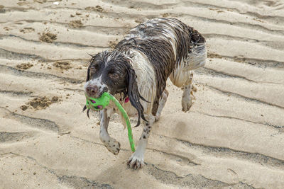 Dog on beach