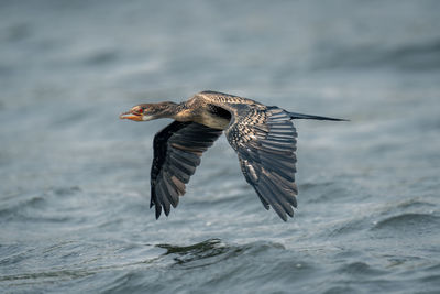 Close-up of bird flying over sea