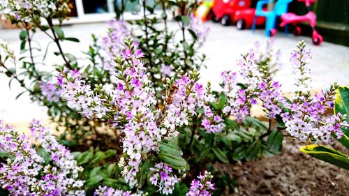 Close-up of purple flowers blooming outdoors