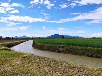 Scenic view of agricultural field against sky