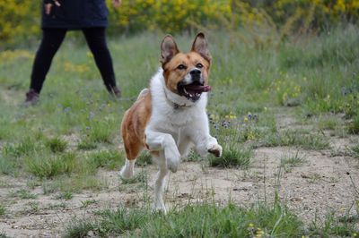 Dog running on grass