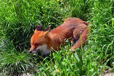 Side view of a rabbit on field