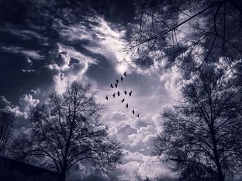 Low angle view of silhouette birds flying against sky