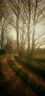 Trees on landscape against sky