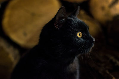 Close-up of black cat