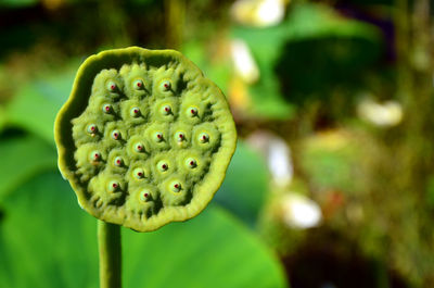 Close-up of flowers