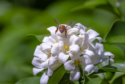 Close-up of bee pollinating on flower