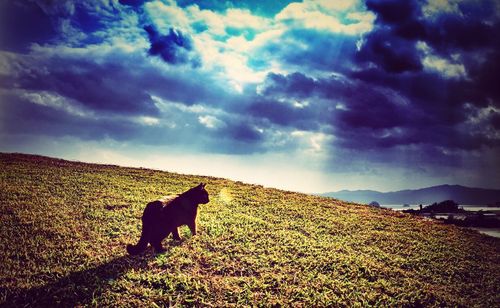 Cat against cloudy sky