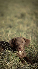Close-up of dog on field