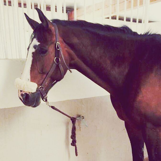 horse, domestic animals, working animal, animal themes, one animal, mammal, side view, full length, young adult, standing, livestock, indoors, lifestyles, day, wall - building feature, built structure, front view, bridle