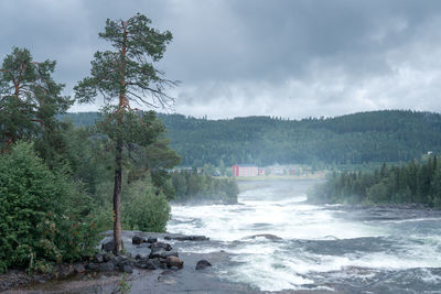 Scenic view of river amidst trees against sky