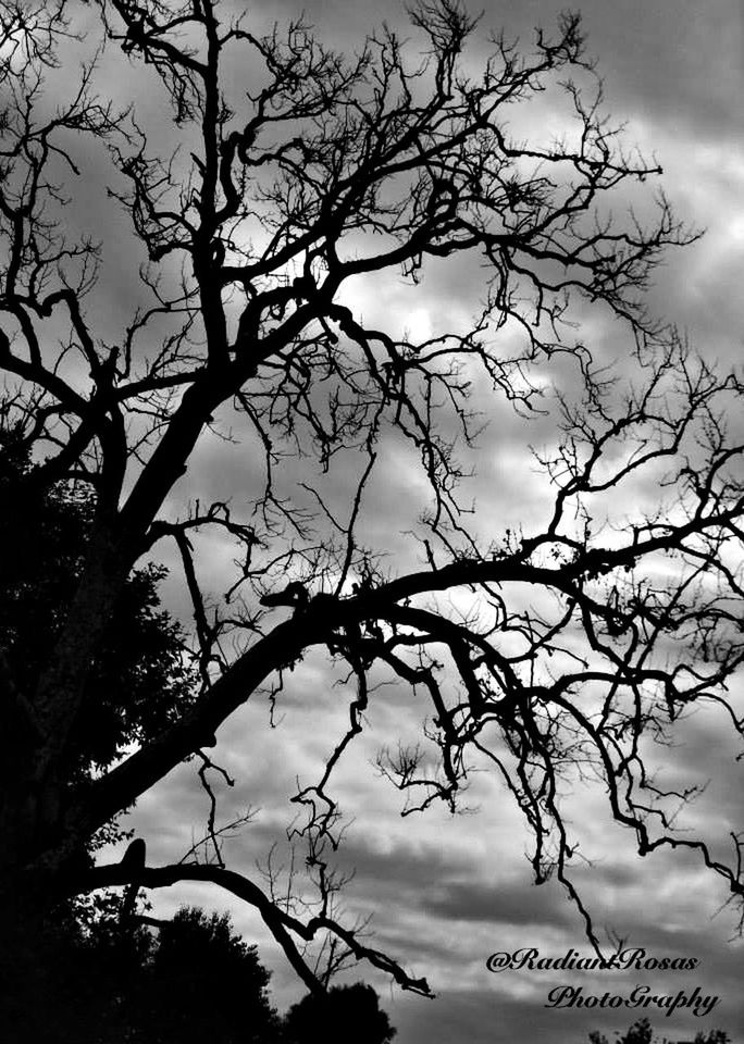 branch, low angle view, sky, bare tree, silhouette, tree, cloud - sky, tranquility, nature, cloudy, beauty in nature, scenics, cloud, tranquil scene, dusk, outdoors, growth, sunset, no people, twig