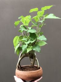 Close-up of small potted plant