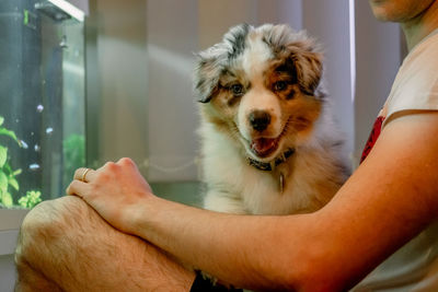 Australian shepherd dog sitting in man's lap observing a fishtank.