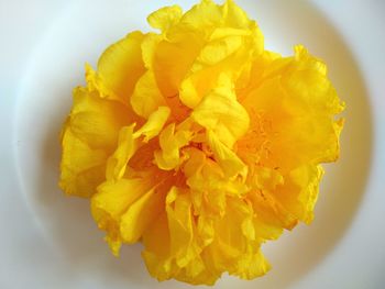 Close-up of yellow flower