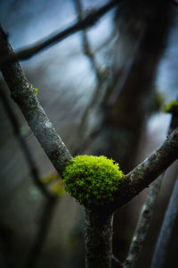 Close-up of moss growing on branch