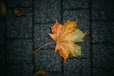 High angle view of maple leaf fallen on street