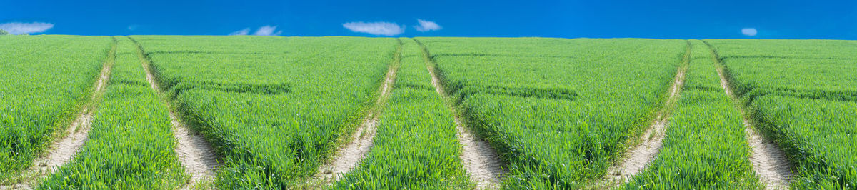 Scenic view of green field against sky