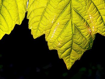 Close-up of yellow maple leaves against black background