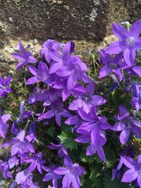 Close-up of purple flowers