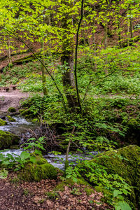 Trees and plants in forest