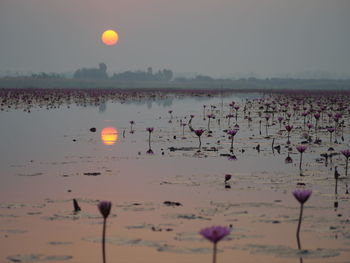 Water lilies blooming in pond at sunset