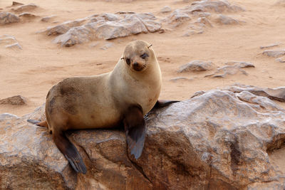 High angle view of sea lion on rock