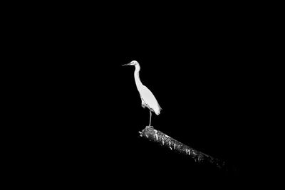 Low angle view of bird perching on rock against sky at night