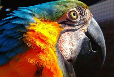 Close-up side view of a parrot