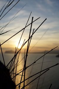 Close-up of silhouette grass against sky at sunset