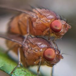 Close-up of fly on leaf