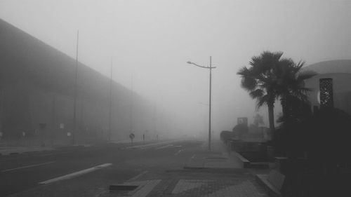 Road along trees in city