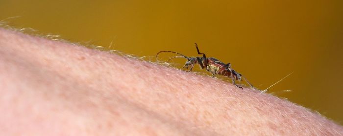 Close-up of insect on hand